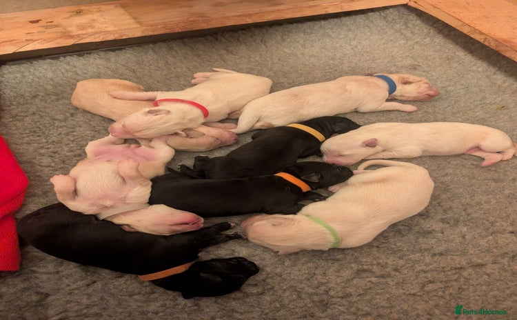 Mixed Breed dogs - Advert 1