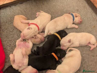 Mixed Breed dogs - Advert 7