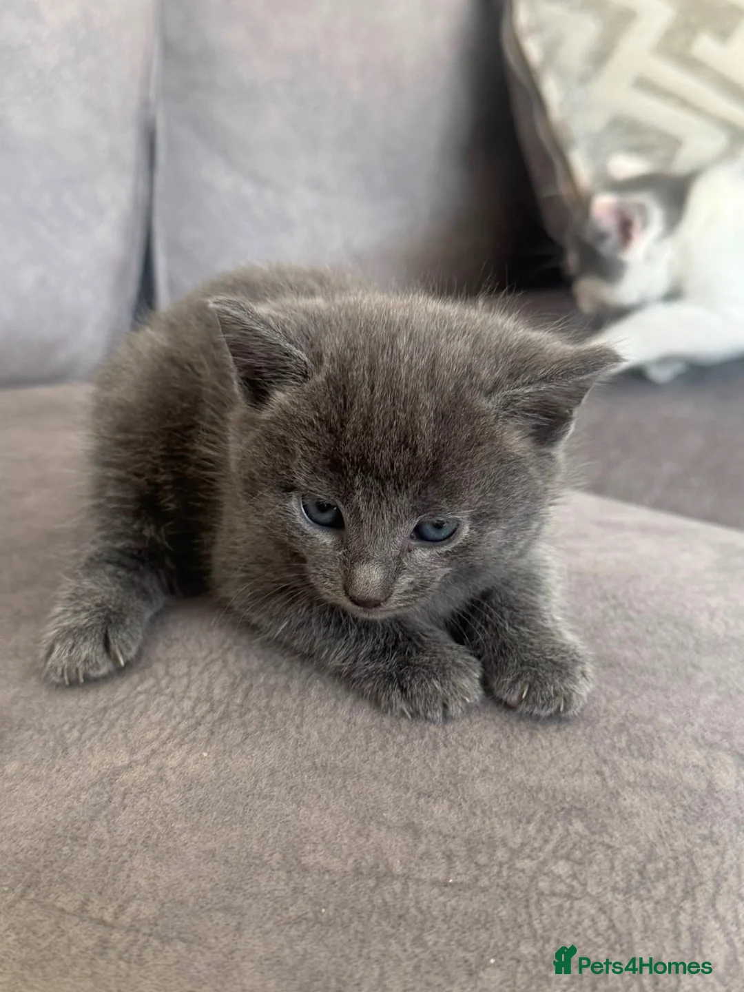 Brazilian Shorthair cats for sale: Beautiful blue grey litter  - Advert 6
