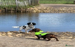Miniature Dachshund dogs for stud: Mini Dachshund PROVEN LITTERS!  in Woking - Image 3