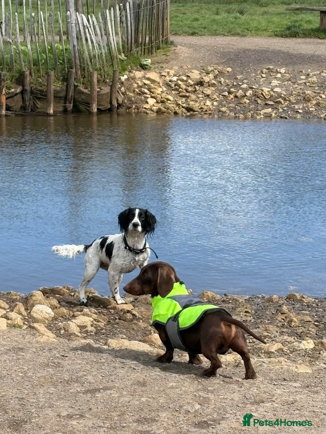 Miniature Dachshund dogs for stud: Mini Dachshund PROVEN LITTERS!  in Woking - Advert 4