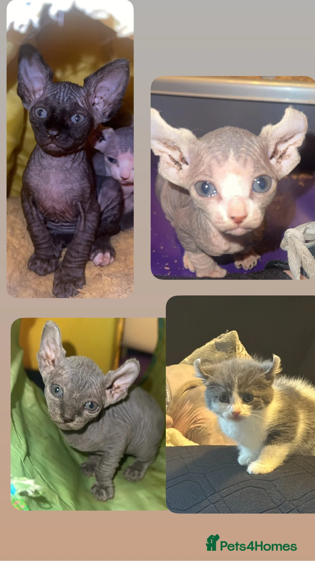 Mixed Breed cats for sale: Gorgeous American curl x Sphynx kittens🐾 - Advert 1