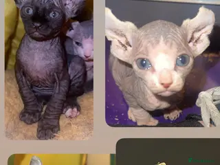 Mixed Breed cats Gorgeous American curl x Sphynx kittens🐾 - Advert 2