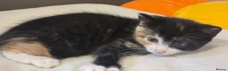 Mixed Breed cats for sale: Beautiful kittens  - Advert 4