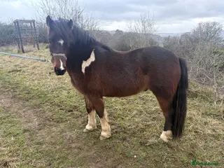 Dartmoor horses Handsome 3 year old gelding 12.2 - Advert 9