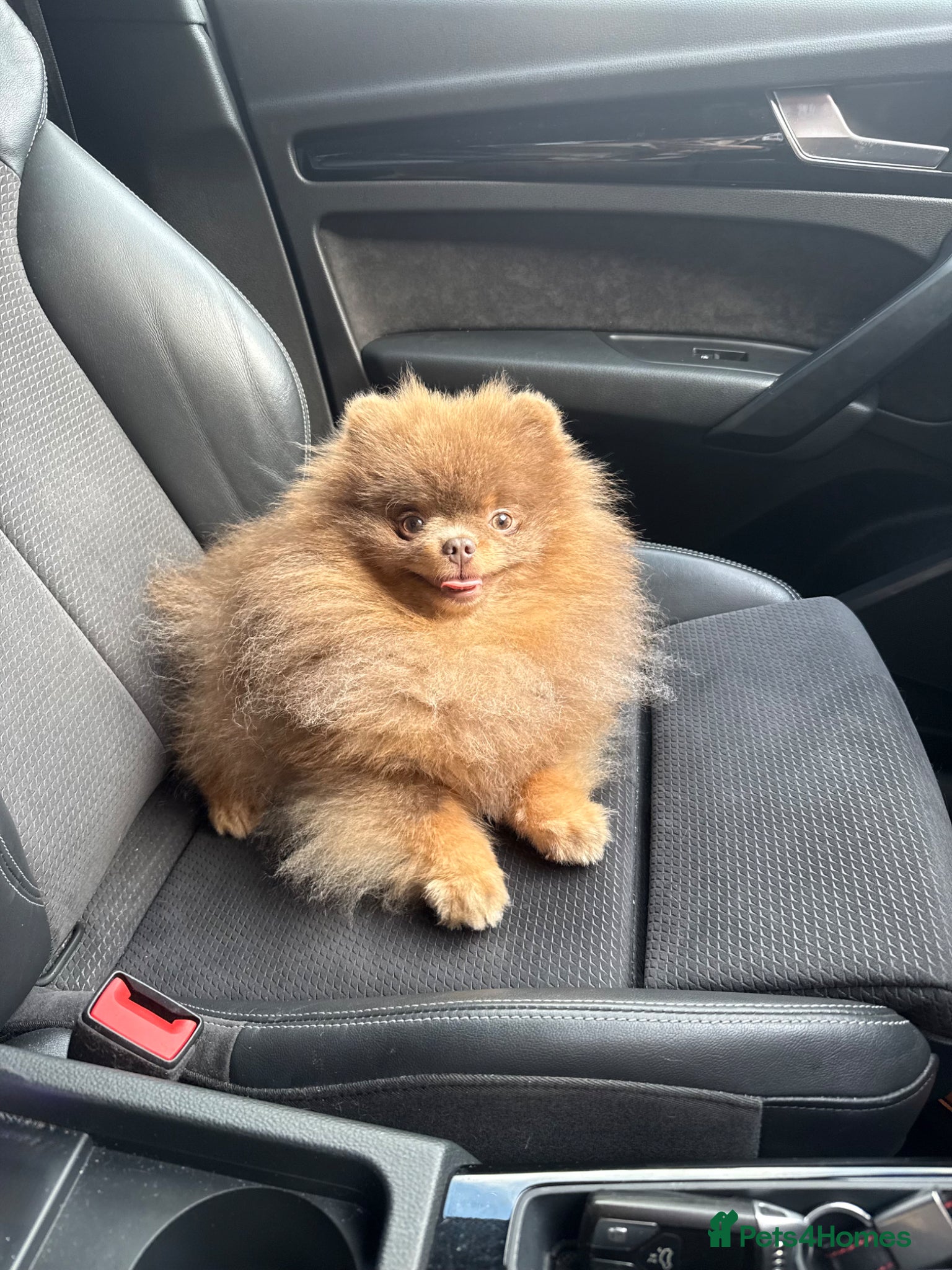 Pomeranian dogs Exclusive KC Lilac Tan Teddy 🧸 - Advert 2