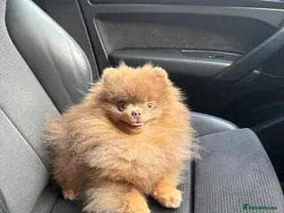 Pomeranian dogs Exclusive KC Lilac Tan Teddy 🧸 - Advert 2