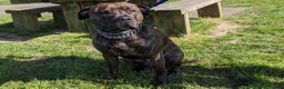 Staffordshire Bull Terrier dogs for stud: Beautiful Staffy Stud (Proven) - Advert 3
