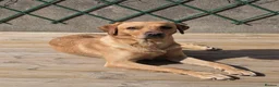 Labrador Retriever dogs for stud: Nacho Labrador Retriever in Scarborough - Advert 2