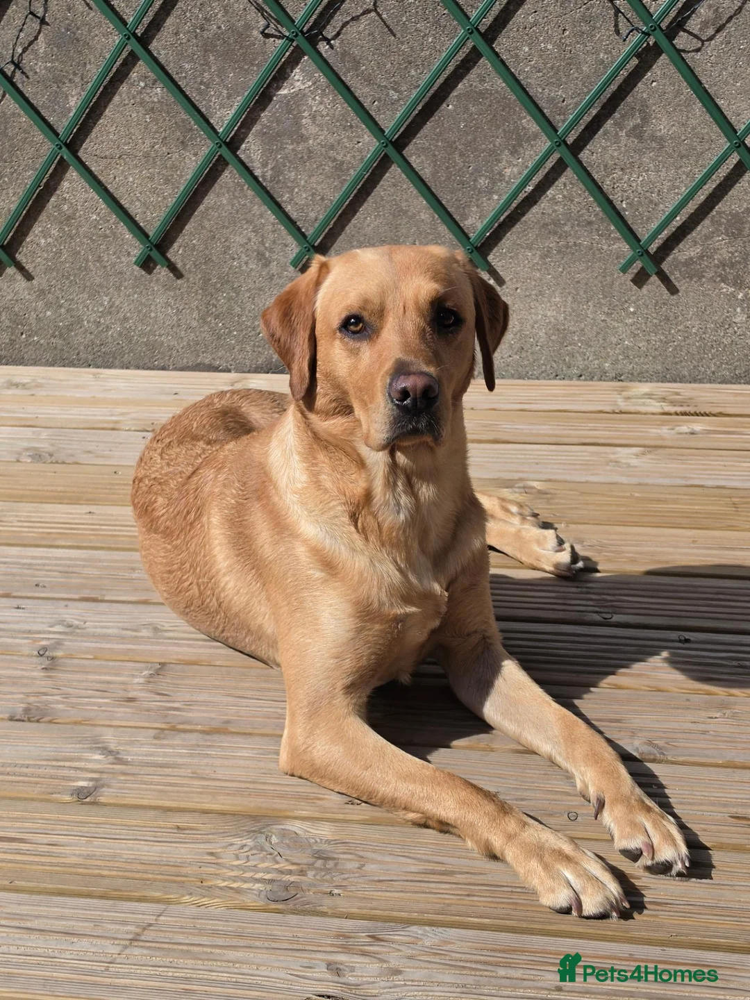 Labrador Retriever dogs for stud: Nacho Labrador Retriever in Scarborough - Advert 2