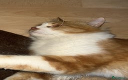 Mixed Breed cats for adoption: Pumpkin - Image 4