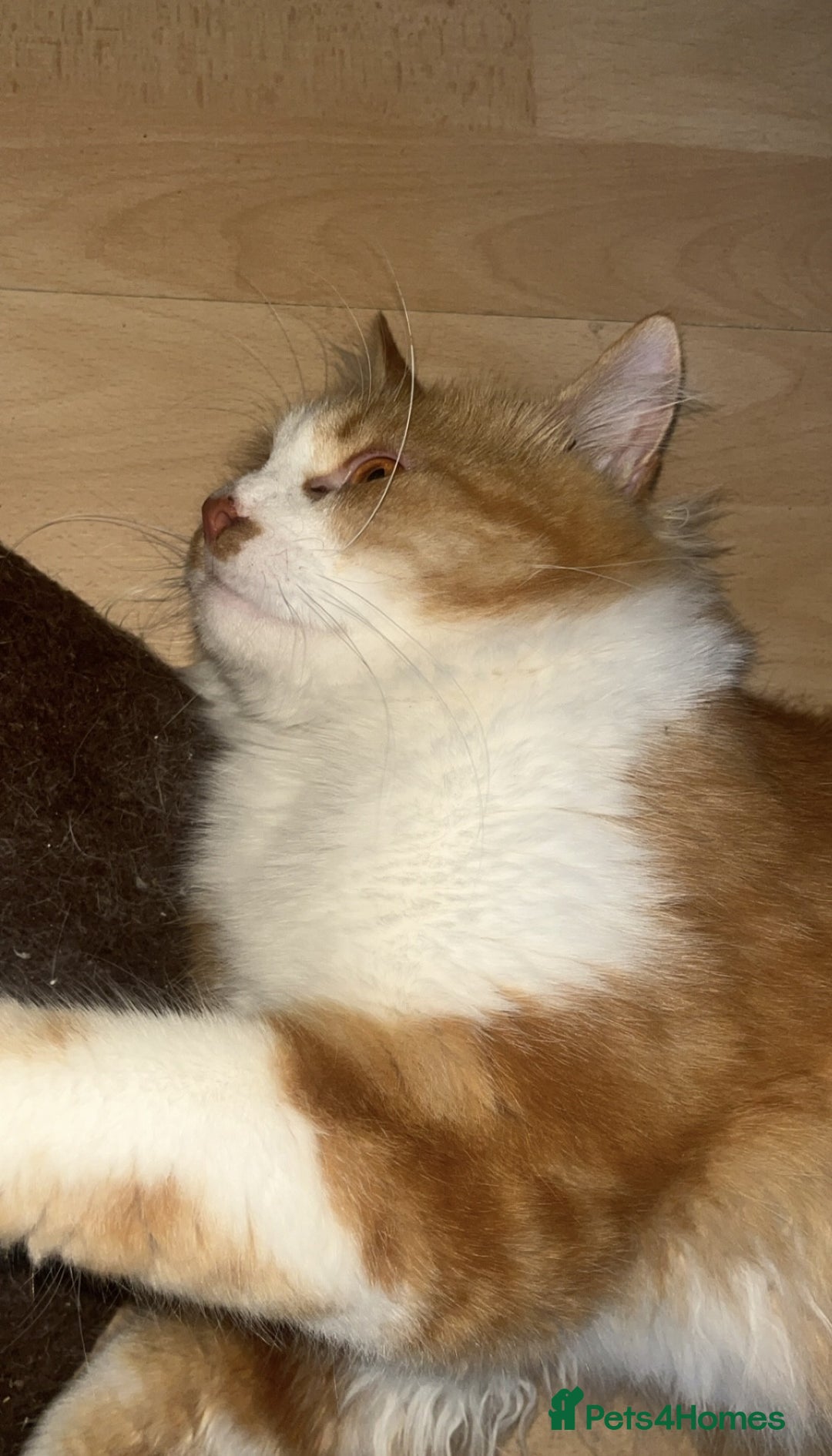 Mixed Breed cats for adoption: Pumpkin - Image 4