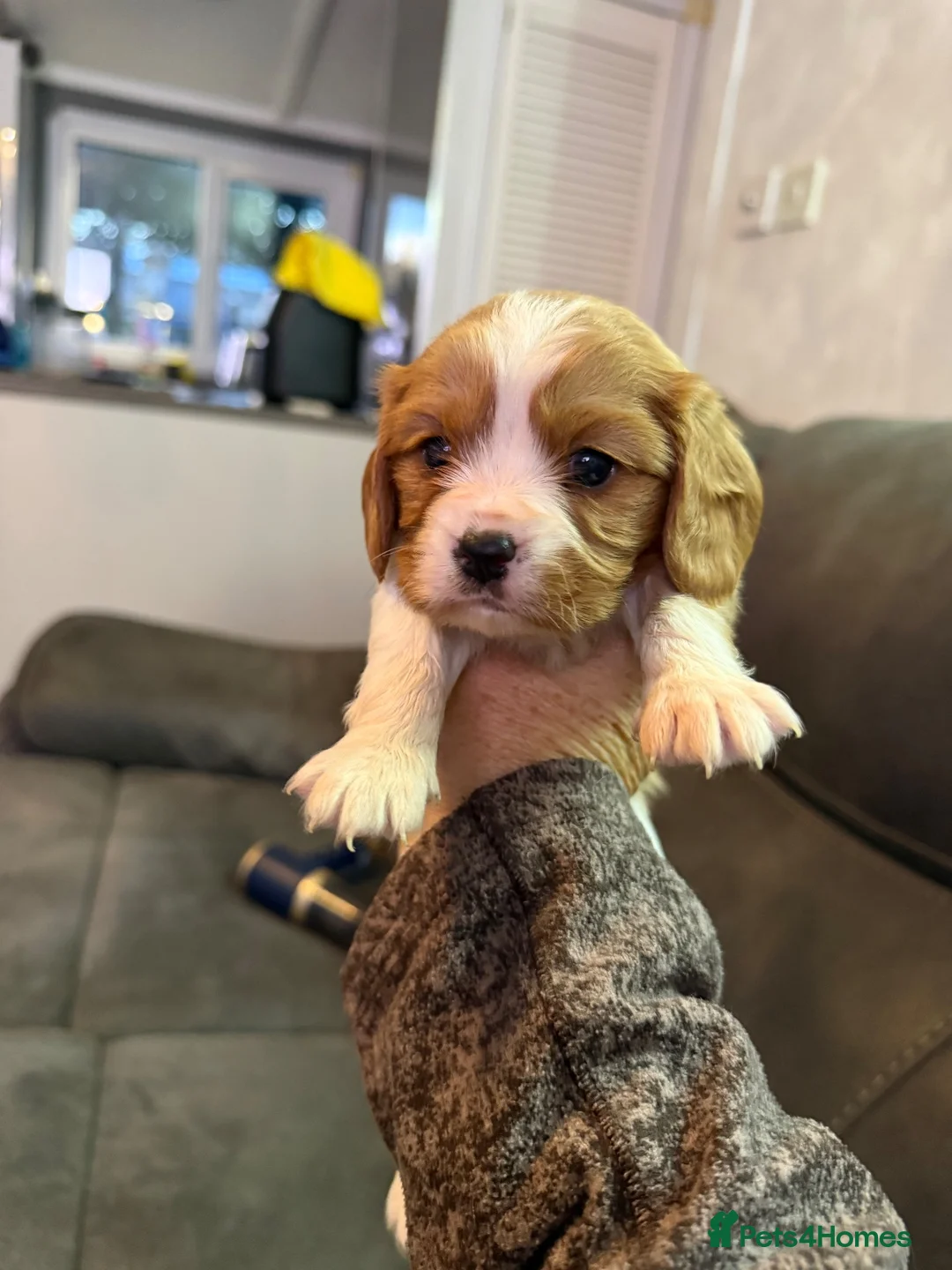 Cavalier King Charles Spaniel dogs for sale: King Charles puppies  - Advert 17