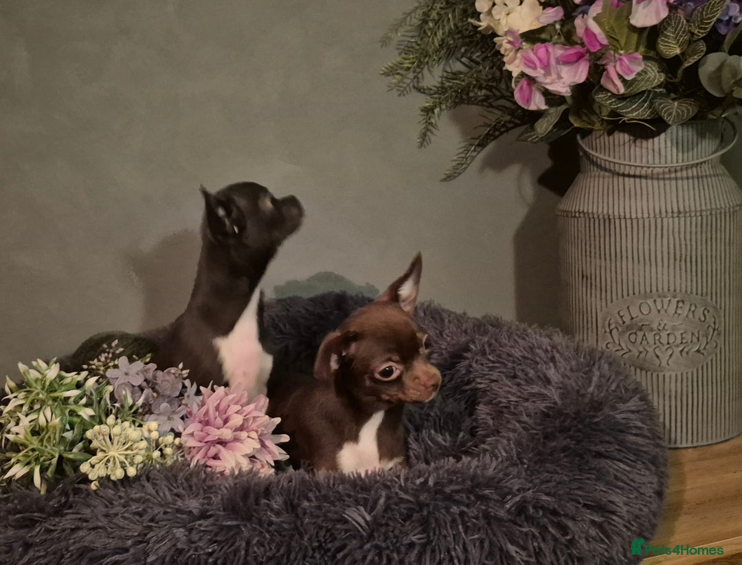 Chihuahua dogs for sale: ❤️KC Blue Chihuahua Puppy Ready Now Vaccinated ❤️ - Advert 8