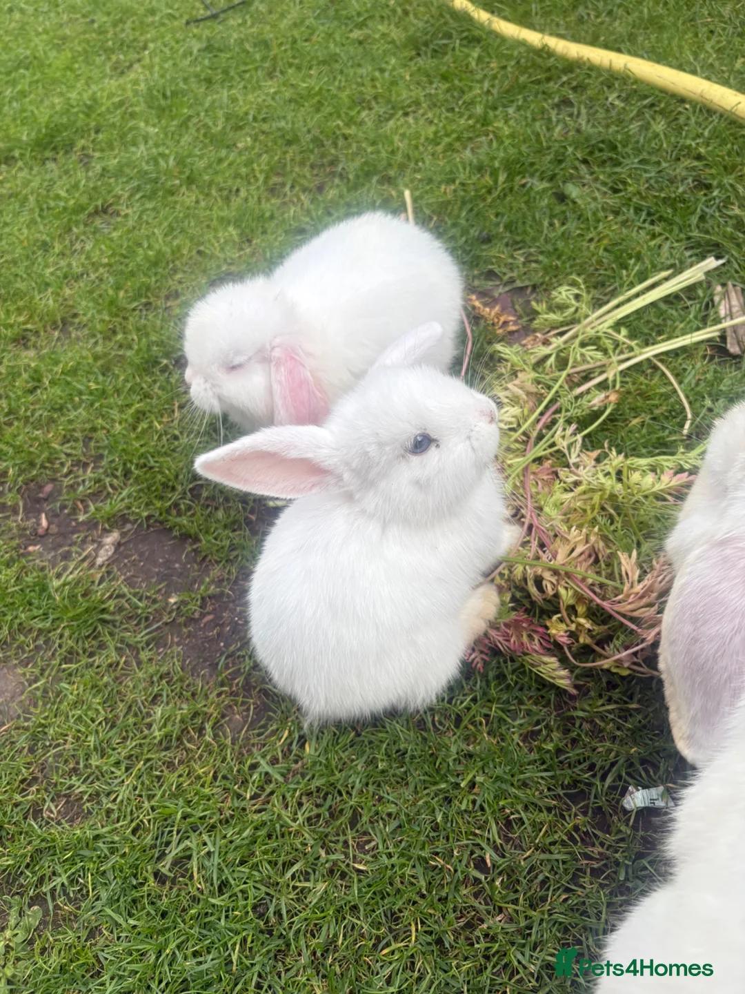 Mini Lop rabbits for sale: Mini lop babies - Advert 5