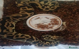 Python Snake reptiles for sale: Adult Royal Python's for sale - Image 7