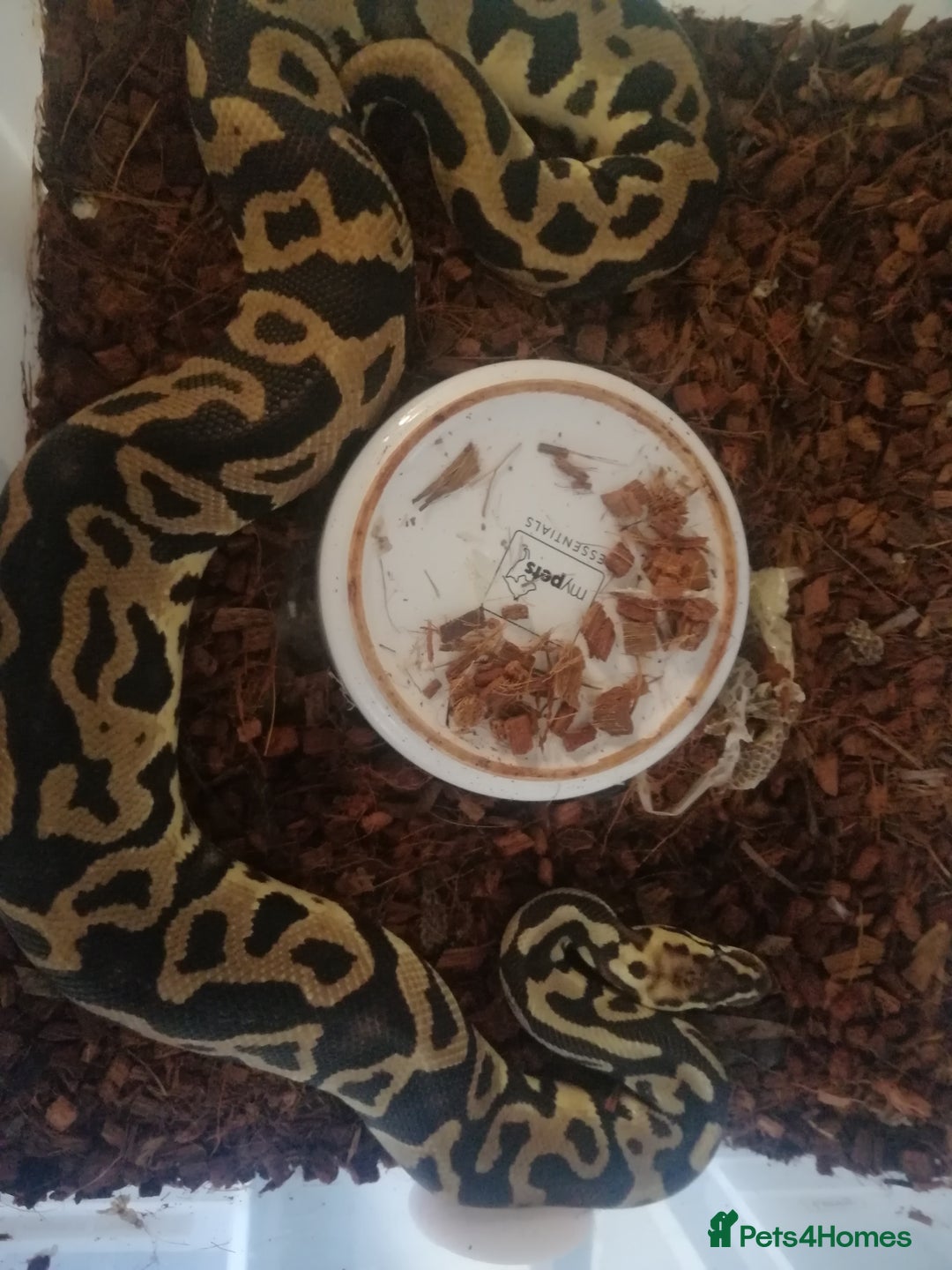 Python Snake reptiles for sale: Adult Royal Python's for sale - Image 7