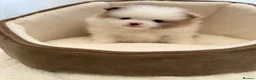 Pomeranian dogs for sale: Adorable 🤍 Pomeranian With Sweet Temperament - Advert 16