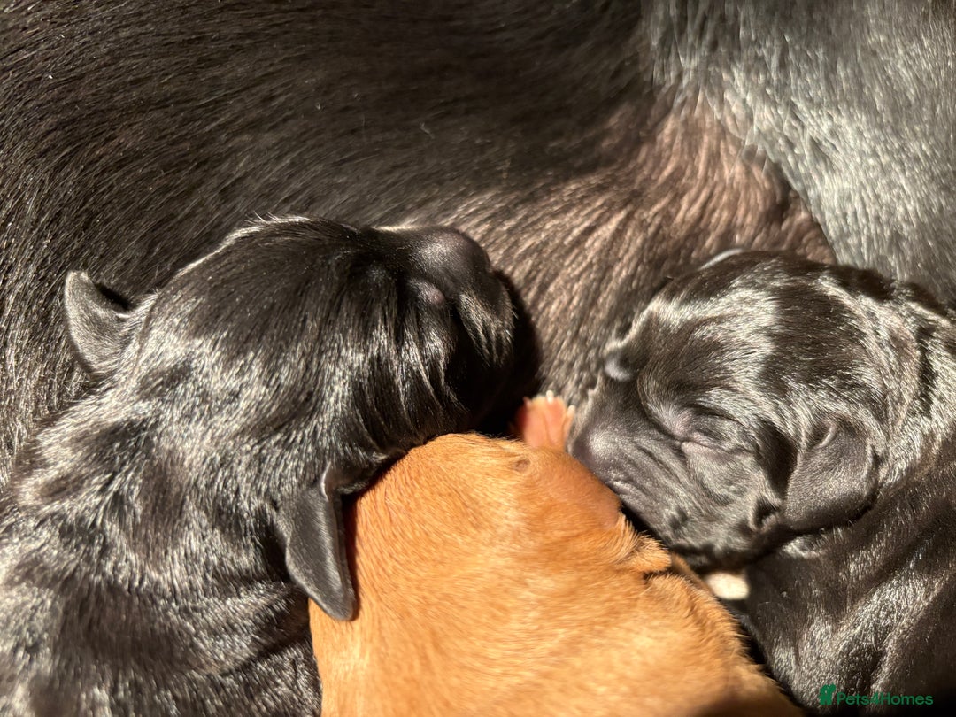 Labrador Retriever dogs for sale: Beautiful Mixed Colour Litter  - Image 6