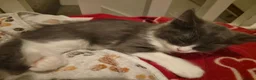 Mixed Breed cats for sale: 5 Gorgeous Grey Galoofs  - Advert 12
