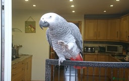 Parrots birds for sale: African grey parrot  - Image 1