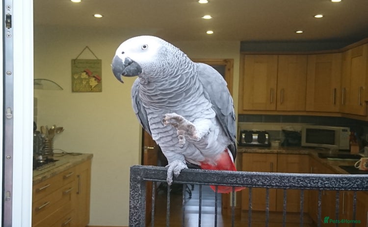 Parrots birds - Advert 2