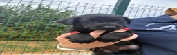 Labrador Retriever dogs for sale: 5 Star Council Registered Litter of Labrador pups - Advert 8