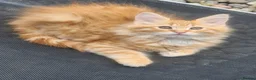 Maine Coon cats for sale: Maine Coons Ready Now!! 4 male 1 female  - Advert 15