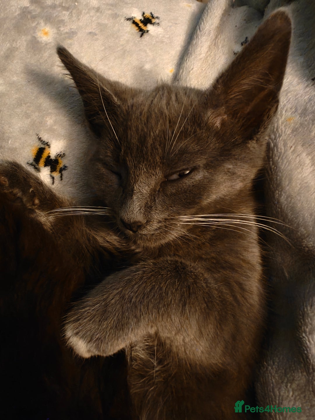 Domestic Shorthair cats for sale: Loving kittens - Image 20