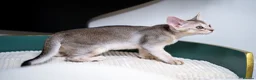 Abyssinian cats for sale: Buddy-Silver Abyssinian boy-Available-TOP quality - Advert 13