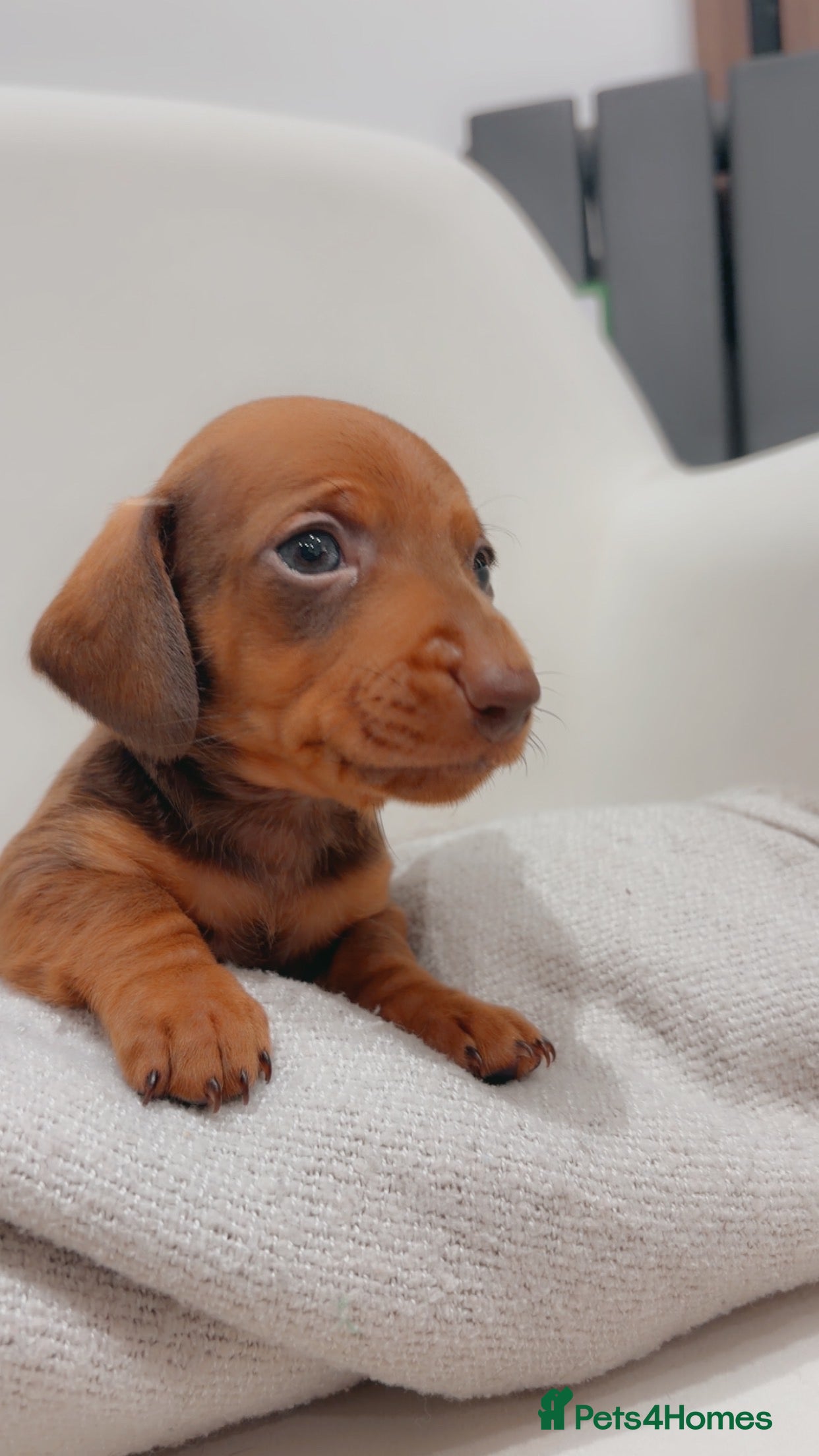 Dachshund dogs Sausage dog puppies  - Advert 10