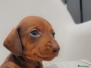 Dachshund dogs Sausage dog puppies - Advert 1