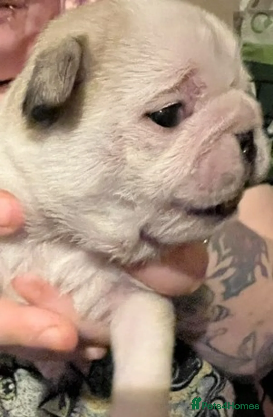 Pug dogs for sale: Adorable Panda Pug Puppies  in Duns - Advert 20