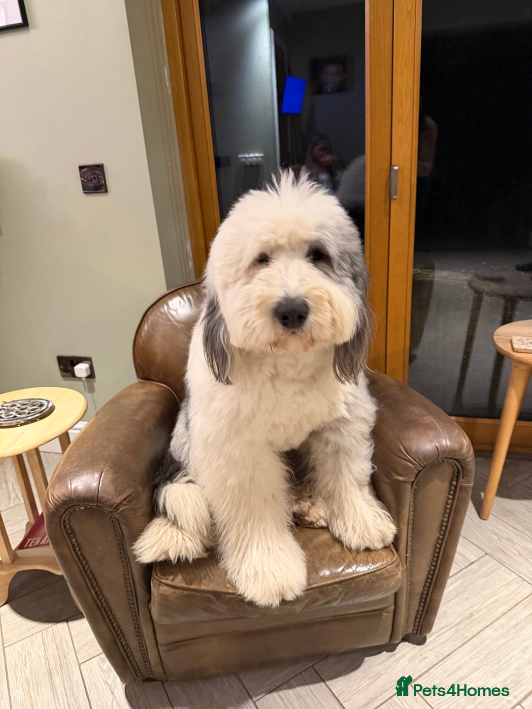 Old English Sheepdog dogs for stud: Outstanding OES stud dog  - Advert 3