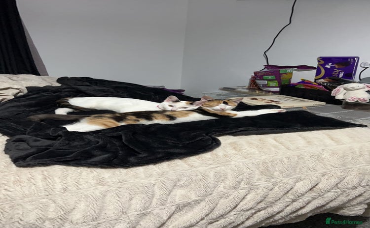 Domestic Shorthair cats - Advert 1