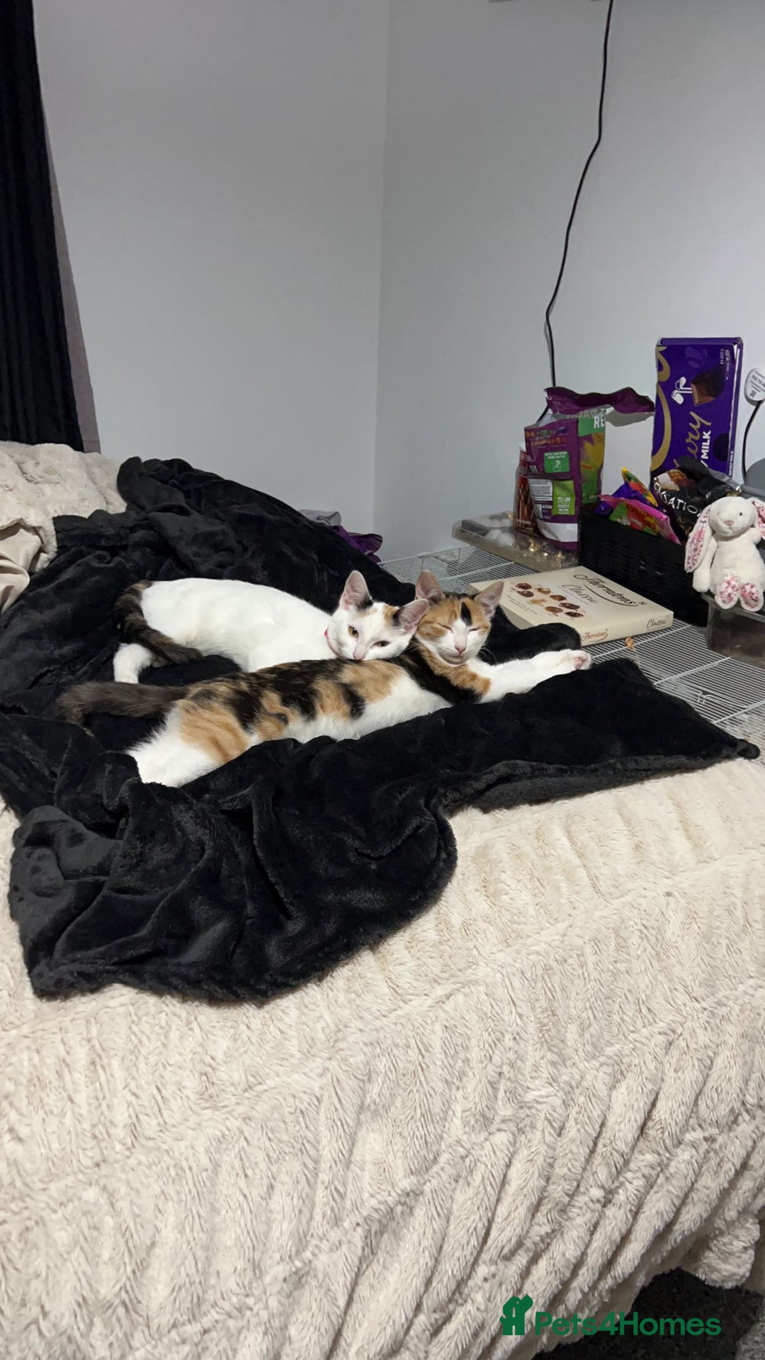 Domestic Shorthair cats for sale: 2 female kittens - Image 1