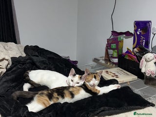 Domestic Shorthair cats 2 female cats - Advert 2