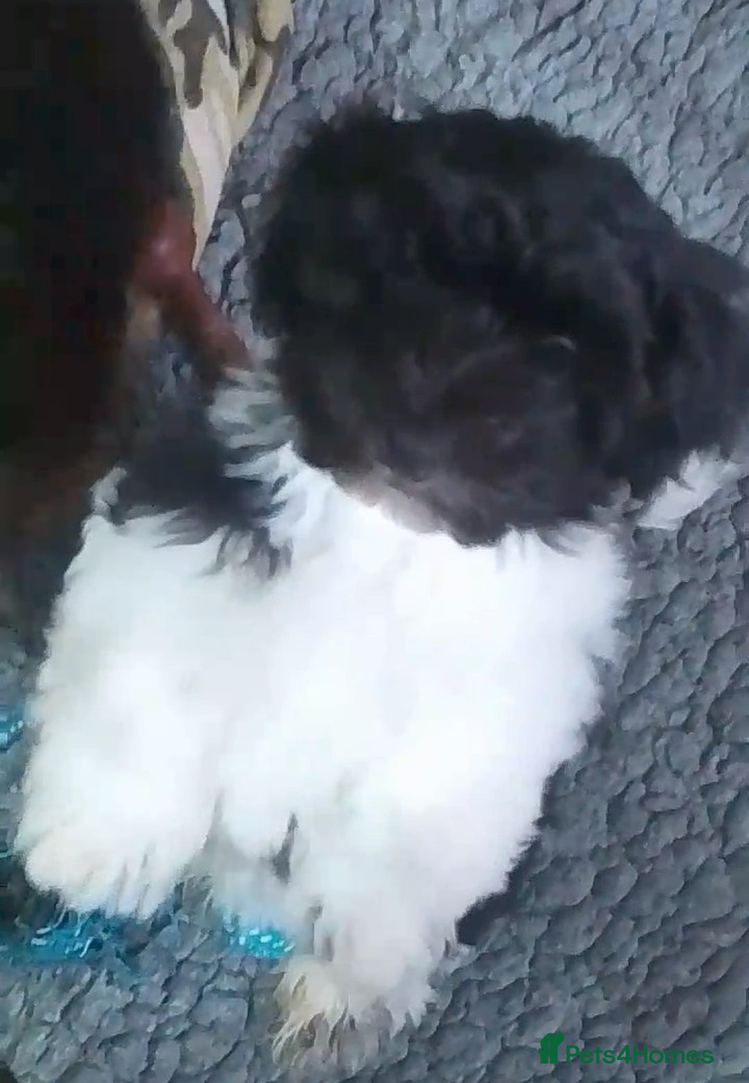 Biewer Terrier dogs for sale: Yorkshire Terrier (Biewer) Puppies  - Image 3