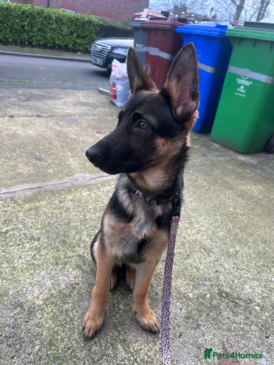 German Shepherd dogs for sale: Luna german shepherd  - Advert 3