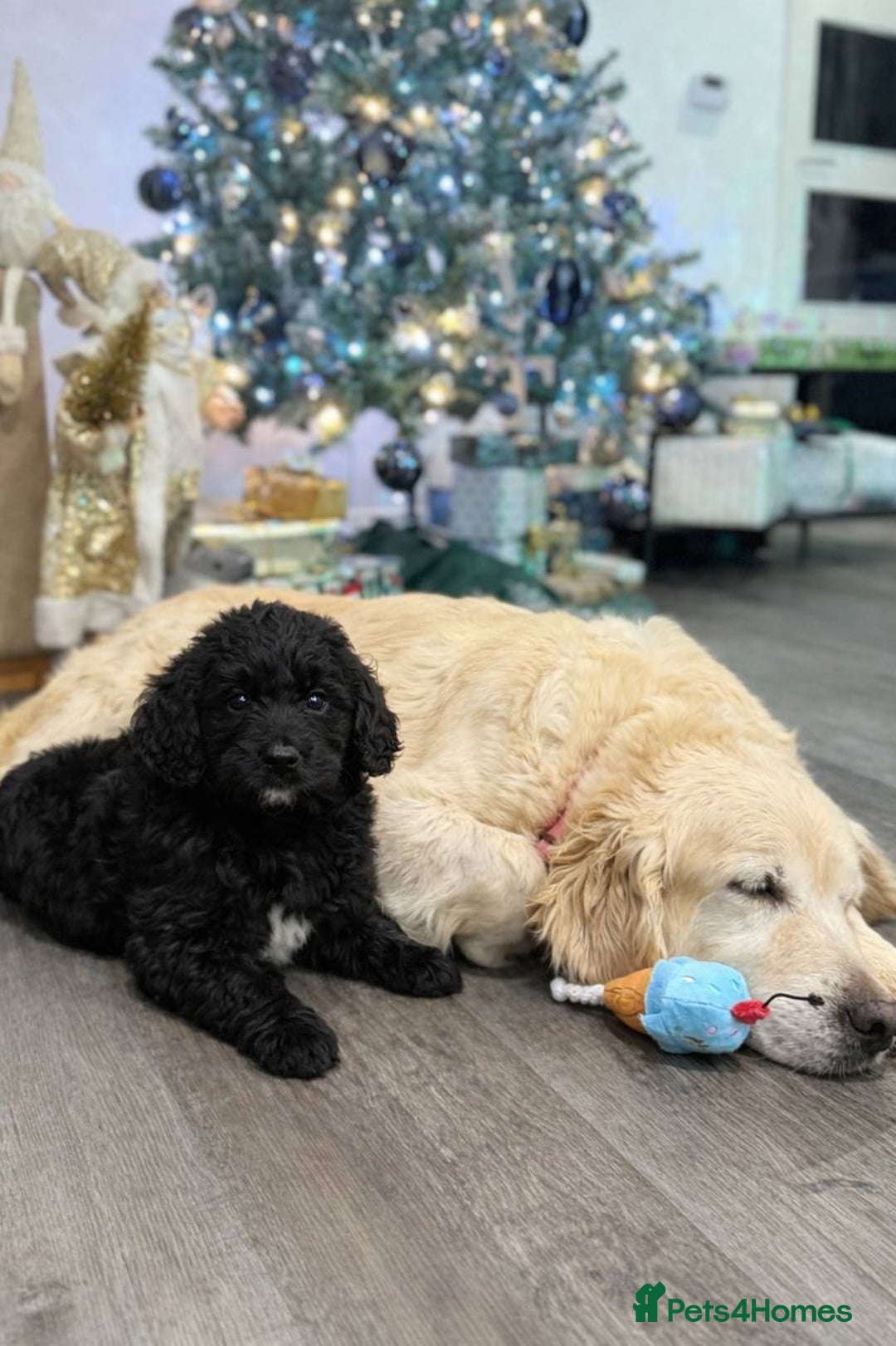 Goldendoodle dogs for sale: Absolutely Gorgeous Goldendoodle F1 Clean Parents - Advert 10