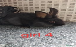 Lionhead rabbits for sale: 5 beautiful lionhead female babies - Image 16