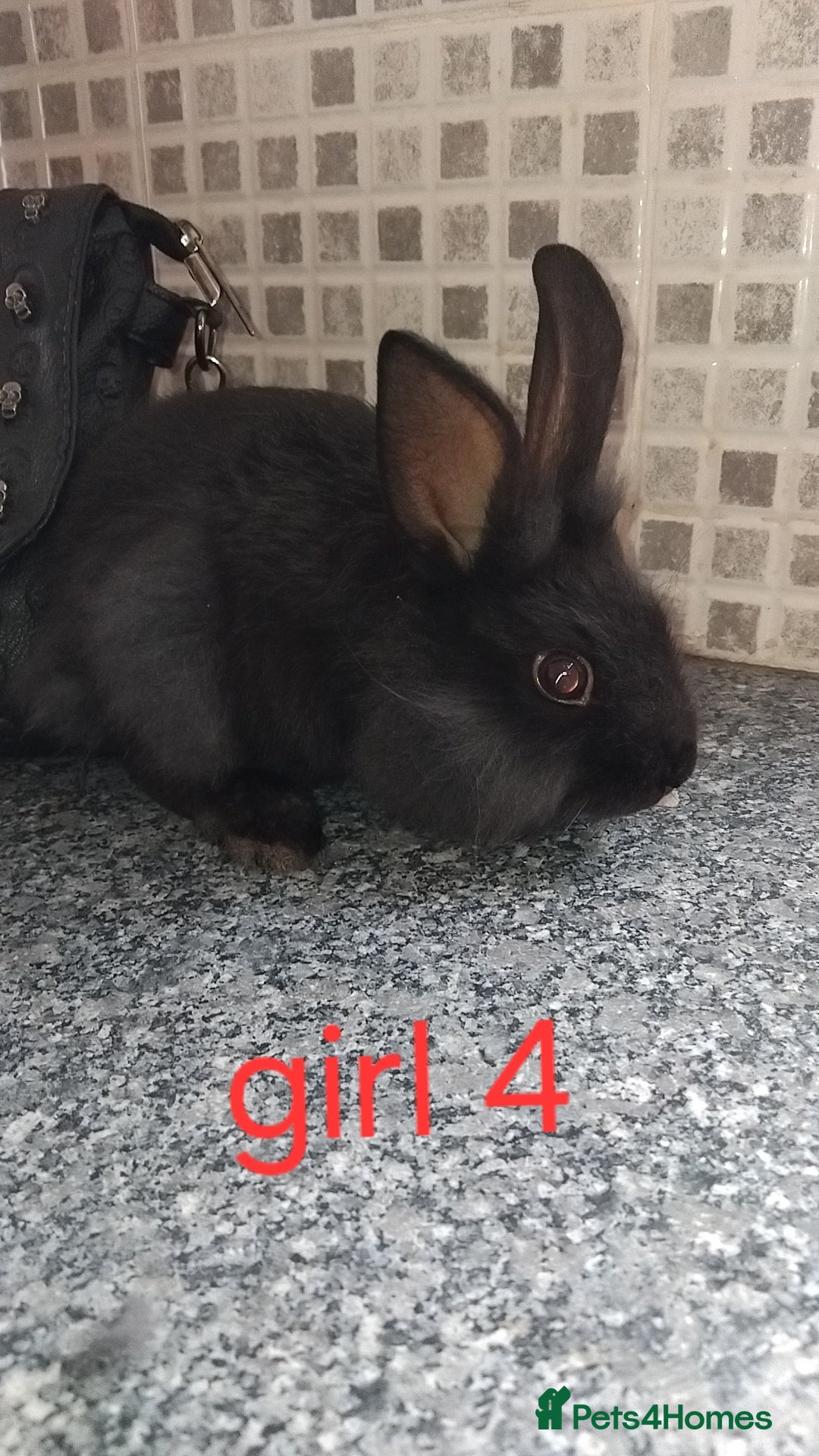 Lionhead rabbits for sale: 5 beautiful lionhead female babies - Image 16