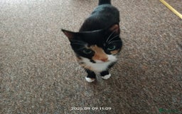 European cats for sale: Lovely kittens looking a new house - Image 11