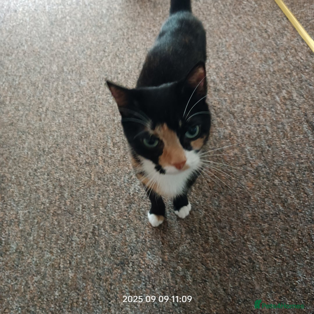 European cats for sale: Lovely kittens looking a new house - Image 11