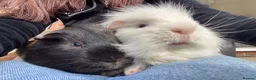 Guinea Pig rodents for sale: 4yr old boar  in York - Advert 3