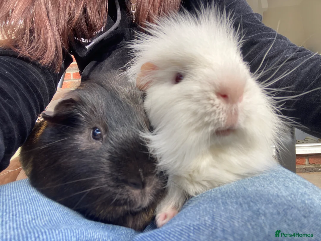 Guinea Pig rodents for sale: 4yr old boar  in York - Advert 3