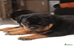 Rottweiler dogs for sale: Exceptional Rottweiler Puppies - Advert 11