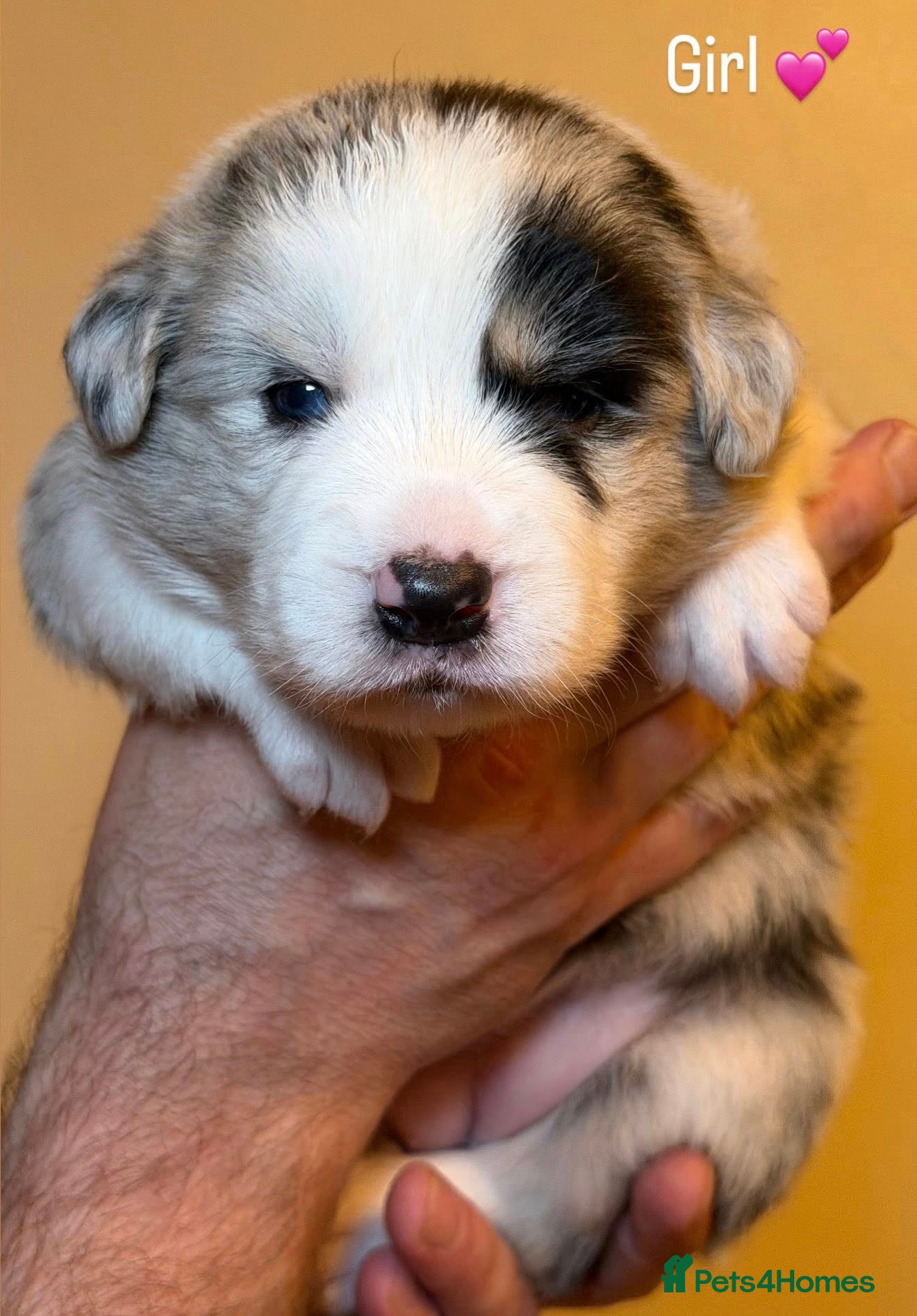 Border Collie dogs 2 gorgous Champon Line Blue Merle pups - Advert 12