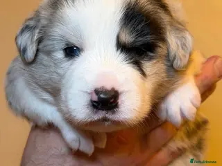 Border Collie dogs 2 gorgous Champon Line Blue Merle pups - Advert 3