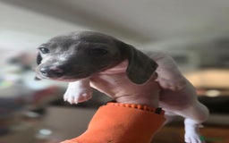 Dachshund dogs for sale: KC Registered Shorthaired dachshunds  - Image 19